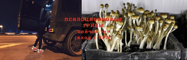 прущие крисы Абинск